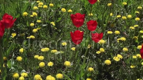 蒲公英和盛开的红色郁金香视频的预览图