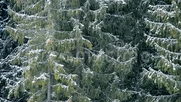 大片常绿冷杉背景下的大雪视频的预览图
