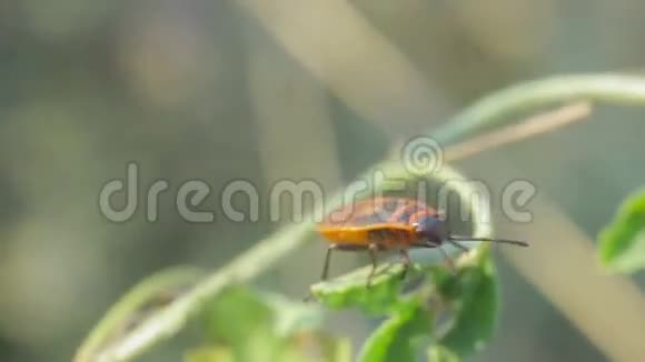 红甲虫坐在植物上视频的预览图