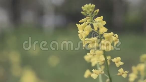黄花在风中摇曳视频的预览图