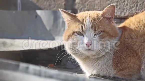 猫红无家可归的大画像他的问题是无家可归的宠物无家可归的猫在户外视频的预览图