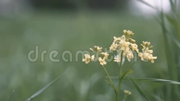 黄花在风中摇曳视频的预览图