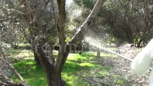 用电锯割橄榄树枝2视频的预览图