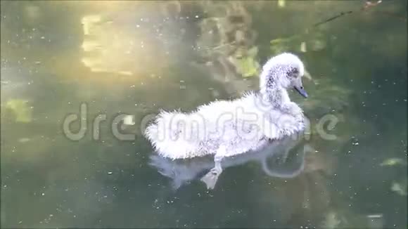 小鸭子在池塘里游泳视频的预览图