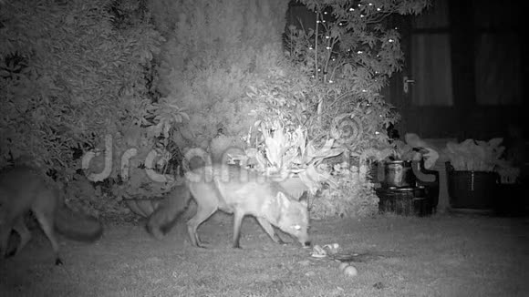 两只狐狸在城市住宅花园里觅食视频的预览图