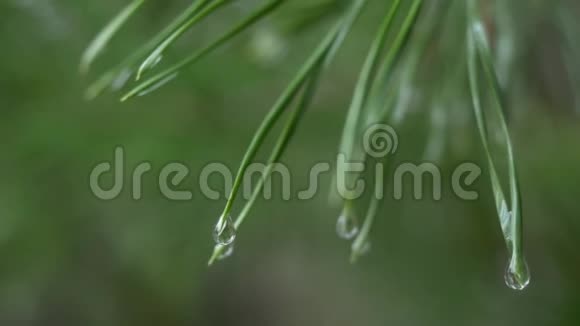 在绿松针上用新鲜的绿色铜空间合上雨滴针叶常青松的抽象背景视频的预览图