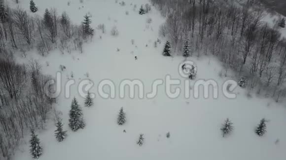 降在树间的滑雪板的空中射击白色粉末以上的鸟眼观雪冬极限运动视频的预览图