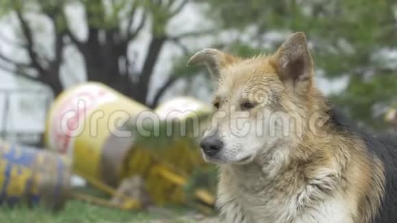 带着皮带的悲伤的米色狗杂种特写选择性聚焦蒙格雷狗闭上眼睛灰熊狗视频的预览图