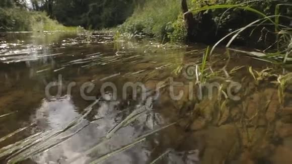 初夏河流和绿色硬木林视频的预览图