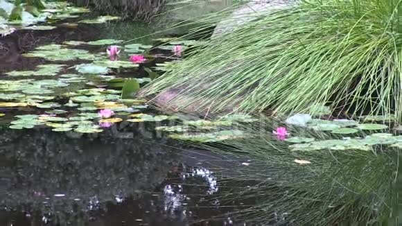 从澳大利亚一个风景优美的日本花园的池塘里的睡莲中放大视频的预览图