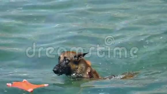 狗在海里玩耍慢动作视频的预览图
