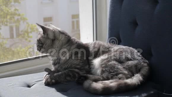 英国猫在窗台上吸黑烟视频的预览图