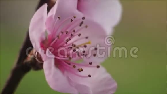 枝上粉红桃花视频的预览图
