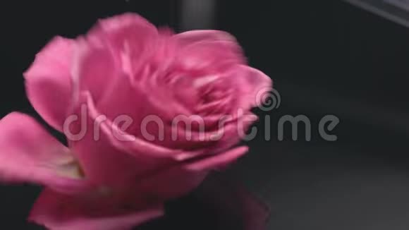 玫瑰的粉红色在黑暗的背景上散发着清新的香水香味给人惊喜视频的预览图