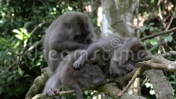 三只猴子在雨林中梳理跳蚤视频的预览图