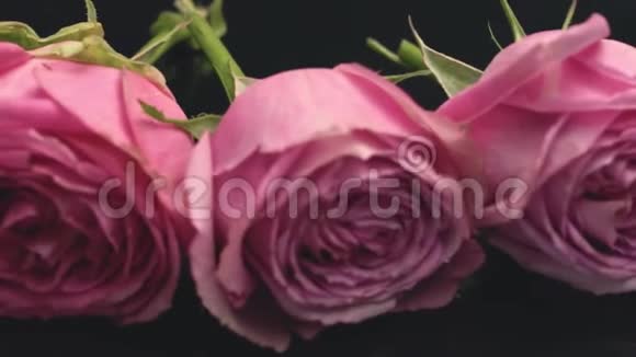 玫瑰的粉红色在黑暗的背景上散发着清新的香水香味给人惊喜视频的预览图