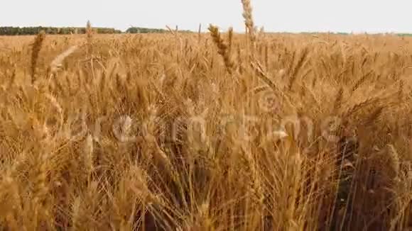 麦田金色小麦的耳朵合上慢动作视频的稳定性田间生活方式成熟小麦概念视频的预览图