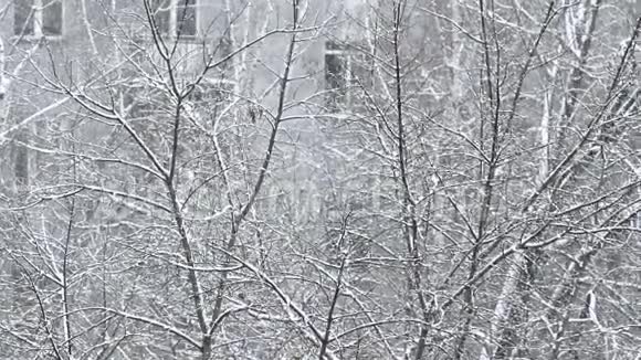 下雪了白雪覆盖着树木视频的预览图