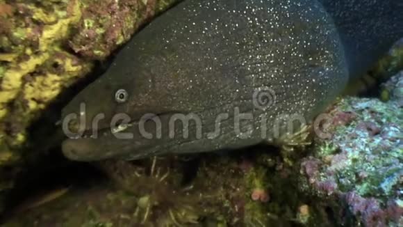 加拉帕戈斯海底的海鳗视频的预览图
