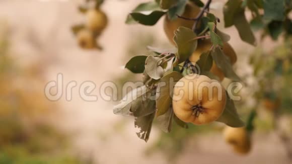 黄熟的羽毛在树上有机水果种植园4k视频的预览图