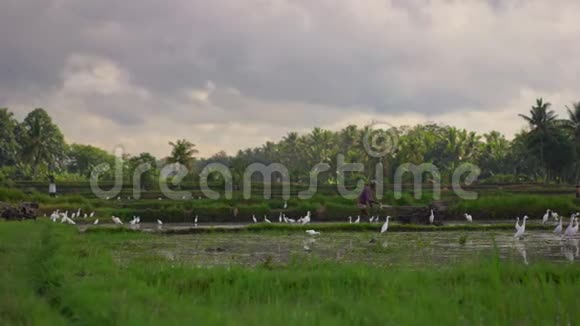 农民种植水稻前耕种田地田野里满是泥水美丽的乡村景色旅费视频的预览图