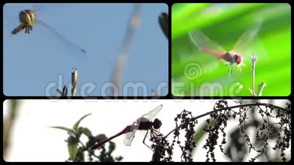 蜻蜓小天使视频的预览图