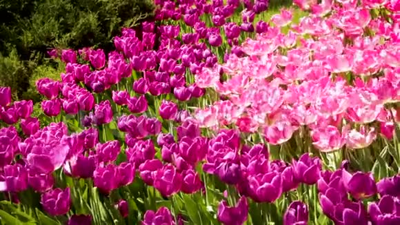 春天的风景美丽的郁金香在绿草的背景下抽象背景景观视频的预览图
