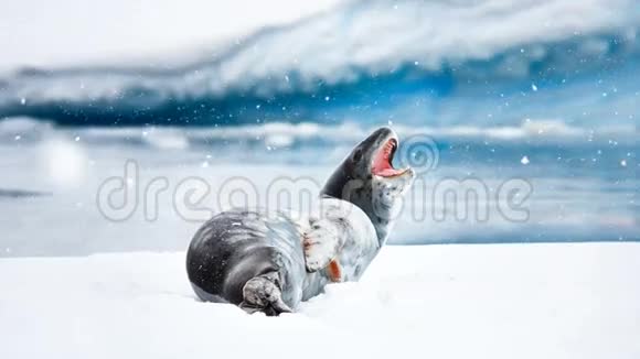 南极野生动物灰色海豹躺在浮冰上视频的预览图