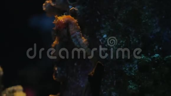 海马在珊瑚之间的水柱中慢慢游动泰国曼谷暹罗海洋世界视频的预览图