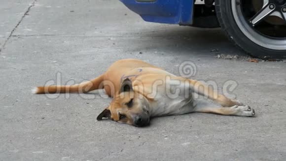 无家可归的狗躺在一条城市街道上人们经过却没有注意到狗视频的预览图