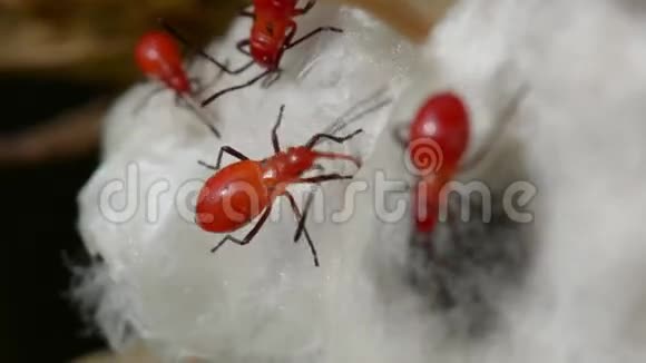 棉子中的橙色昆虫视频的预览图
