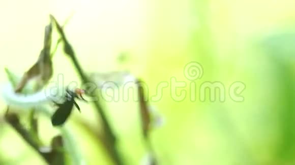 植物顶端的水泡甲虫视频的预览图