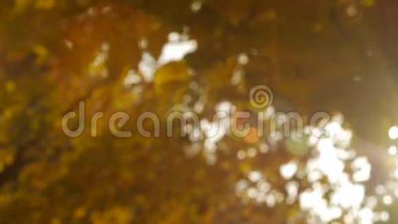 黄秋叶在风中摇曳视频的预览图