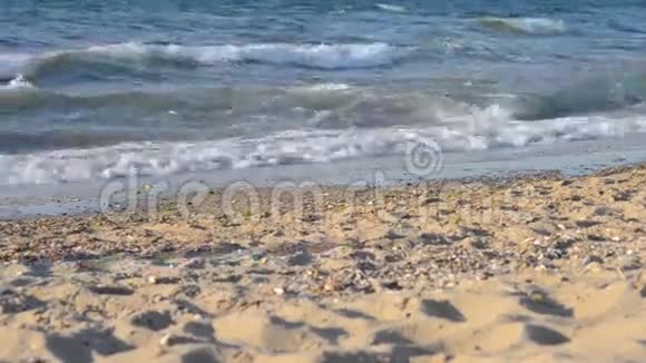 一个人带着两只狗在海滩上散步视频的预览图