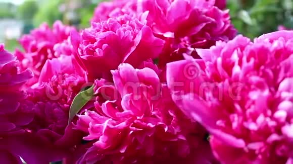 春天的粉红色牡丹花视频的预览图