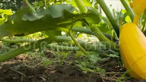 西葫芦生长在田间有机蔬菜视频的预览图