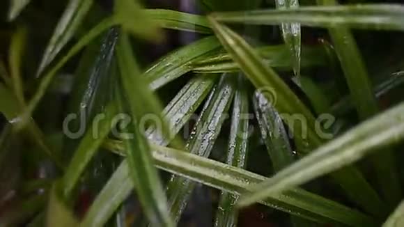 特写雨叶小姐手掌视频的预览图