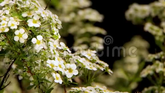 翠叶背景上的绣线白花一种用于景观设计的观赏植物作为生活围栏视频的预览图