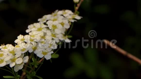 翠叶背景上的绣线白花一种用于景观设计的观赏植物作为生活围栏视频的预览图