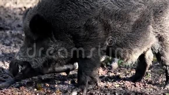黑野猪咀嚼视频的预览图