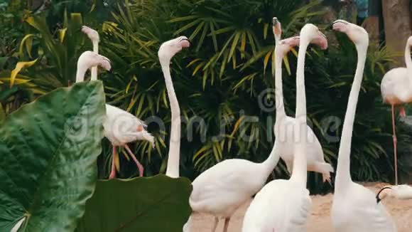 动物园里的白火烈鸟在池塘边散步视频的预览图