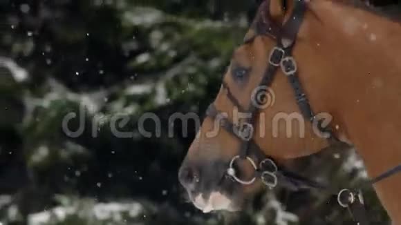 男人骑马骑着一匹棕色的大马在美丽的雪冬景观中男性骑手优雅大方视频的预览图