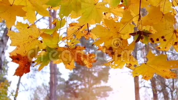 金色的秋叶在风中摇曳视频的预览图
