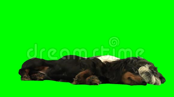 睡在绿色屏幕上的小狗视频的预览图