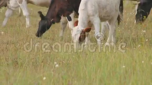 黑褐色的牛在草地上放牧视频的预览图