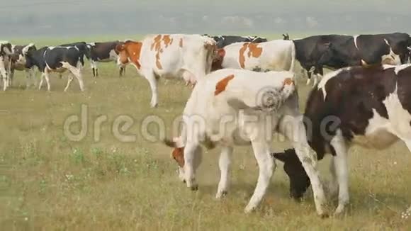 在俄罗斯村庄的一片草地上放牧荷斯坦奶牛视频的预览图