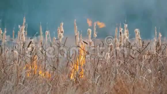森林草原上可怕的大火深秋干草原草燃烧视频的预览图