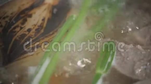 传统牛肉汤蔬菜骨头和配料在锅烹饪食谱锅中的汤上面有瓢视频的预览图