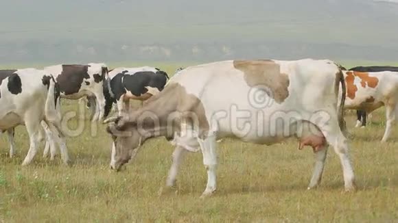 一大群奶牛品种站在草地上视频的预览图