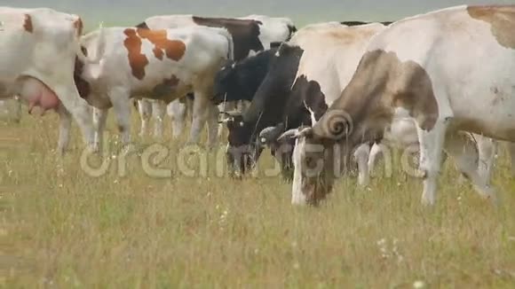 放牧的奶牛在草地上有小角不同的颜色和奶牛品种视频的预览图